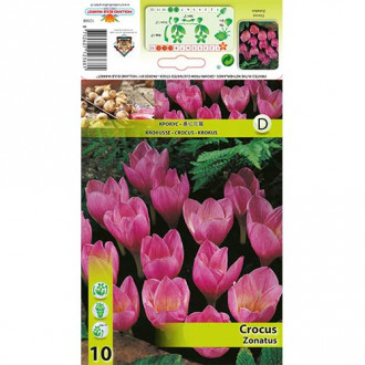 Krokus Zonatus interface.image 2